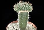 Euphorbia phillipsioides f. crest. Cm. 4,5 € 135,00